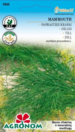 Till Mammouth - Anethum graveolens L. Till Mammouth - Anethum graveolens L.