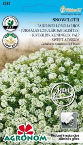 Rand-kivikilbik Snowcloth mini - Lobuliaria maritima (L.) Desv.