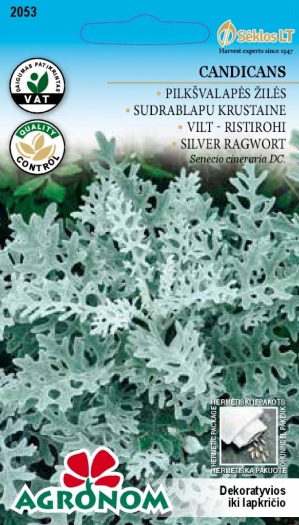 Vilt-ristirohi Candicans - Senecio cineraria DC.