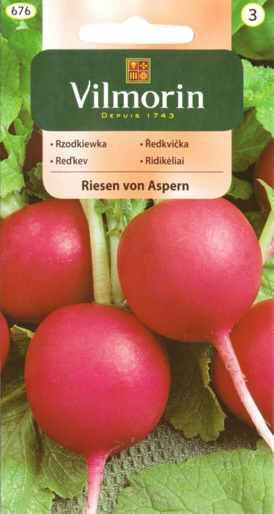 Redis Riesen von Aspen Raphanus sativus