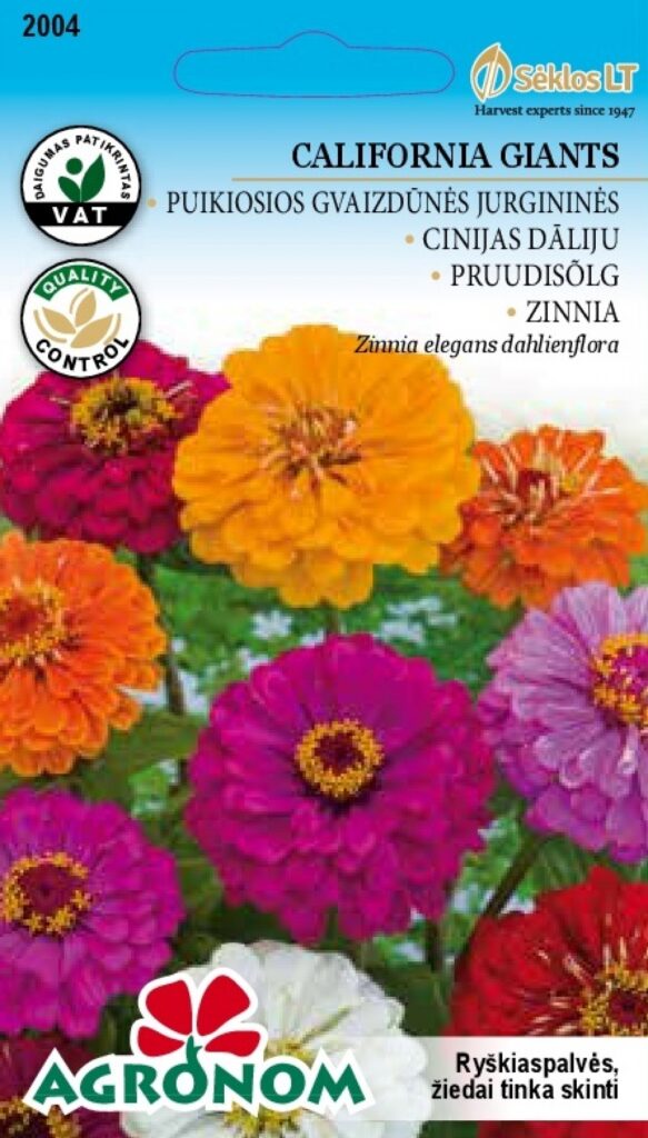 Pruudisõlg jorjenikujuline California Giants - Zinnia