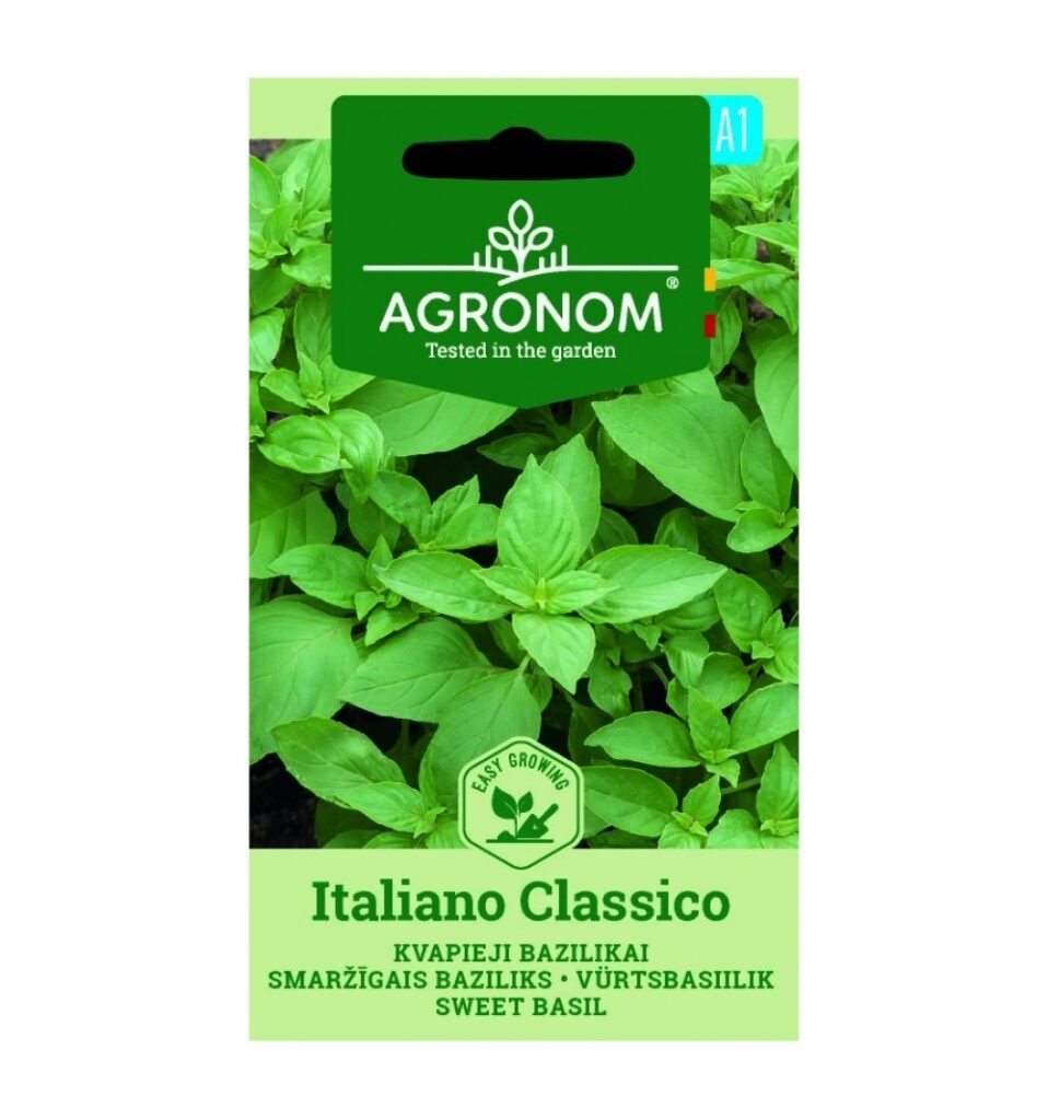 Basiilik Italiano Classico - Ocimum basilicum L.