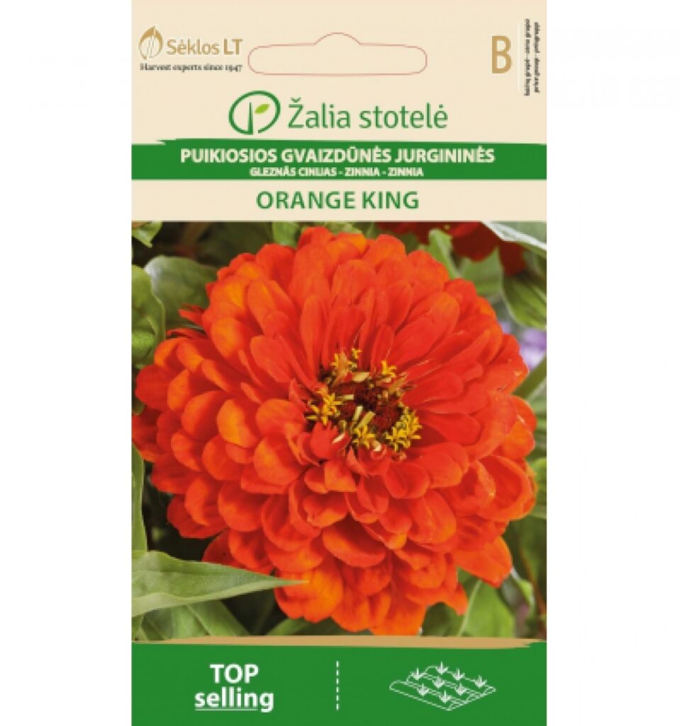 Harilik pruudisõlg Zinnia Zinderella Purple Double - Zinnia Elegans Jacq.