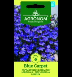 Lobelia Blue Carpet-Lobelia erinus L.