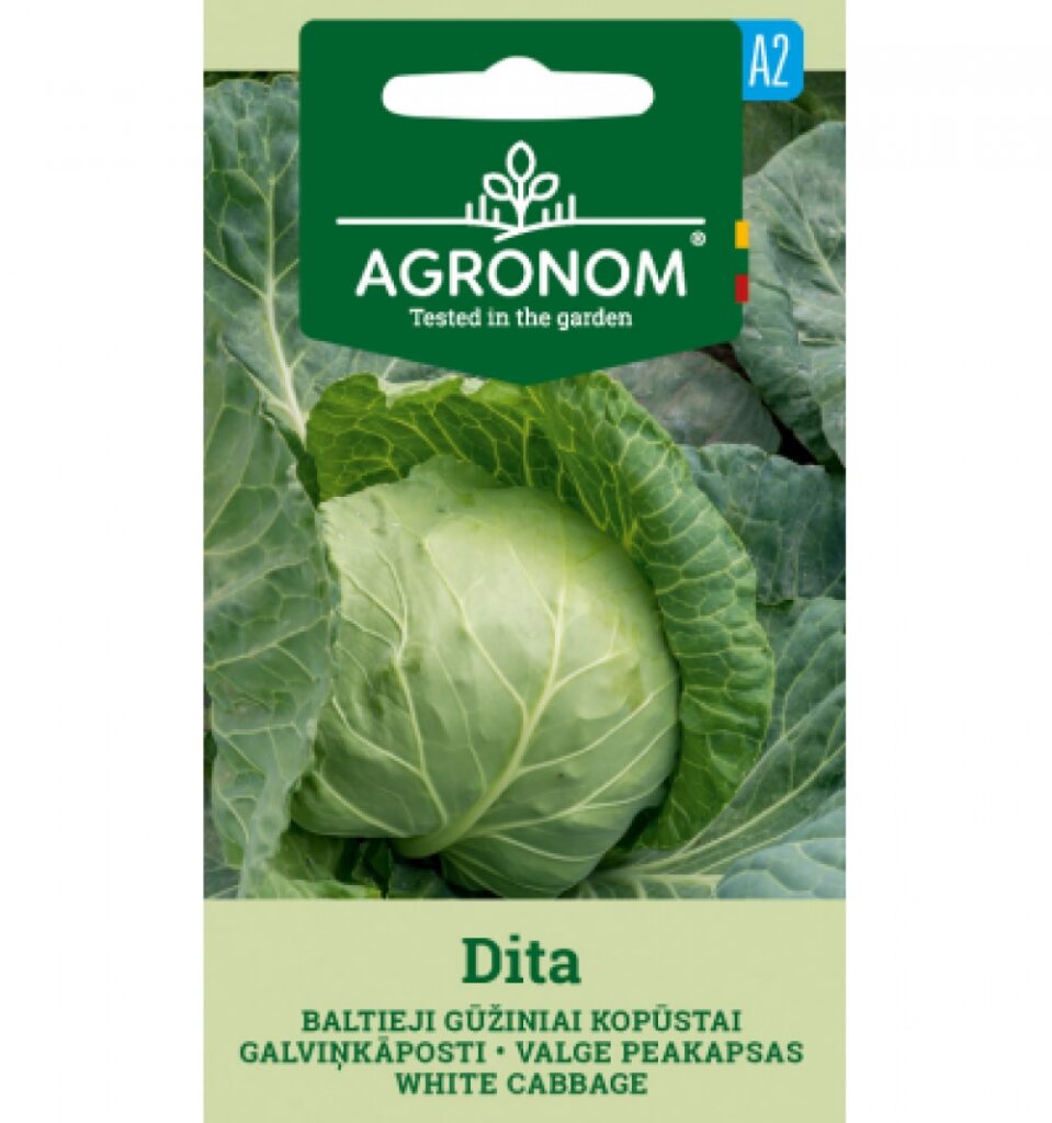 Kapsas White Dita-Brassica oleracea L.