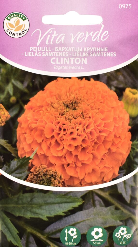 Peiulill Marigold African Clinton