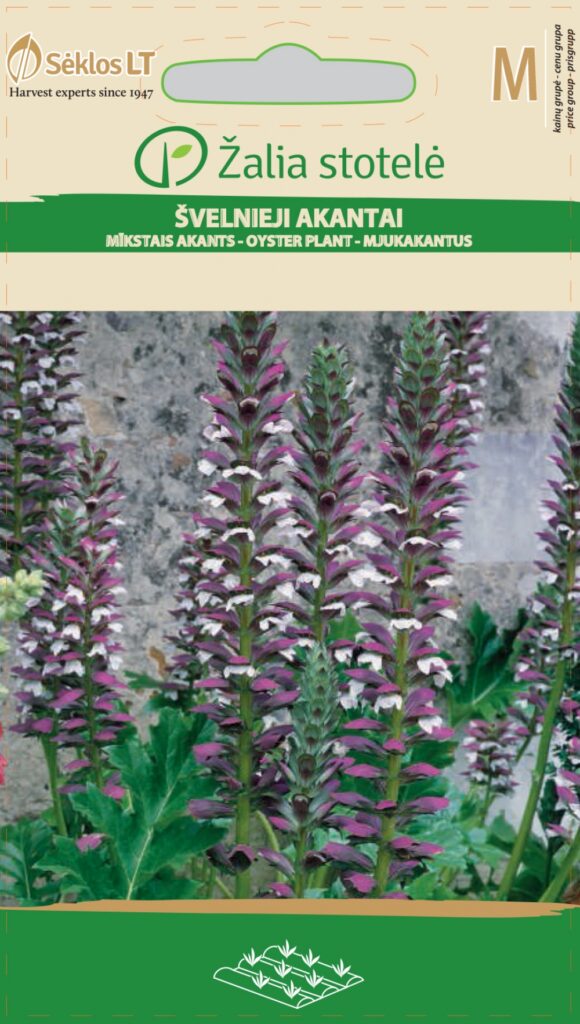 Karusõrg Acanthus White Purple - Acanthus mollis var. viciosoi