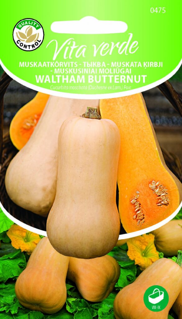 Muskaatkõrvits Waltham Butternut Cucurbita Moschata