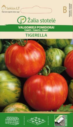 Tomat Tigerella - Solanum lycopersicum L.