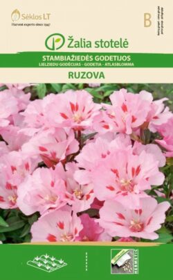 Sametlill Godetia Ruzova Double Pink - Godetia grandiflora Lindl.
