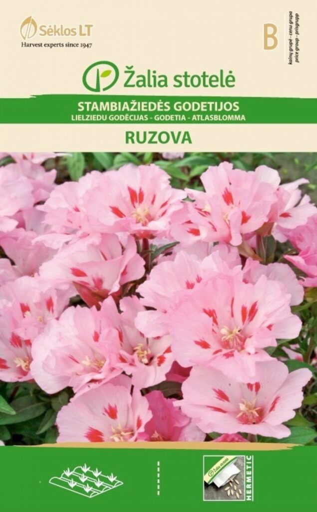 Sametlill Godetia Ruzova Double Pink - Godetia grandiflora Lindl.