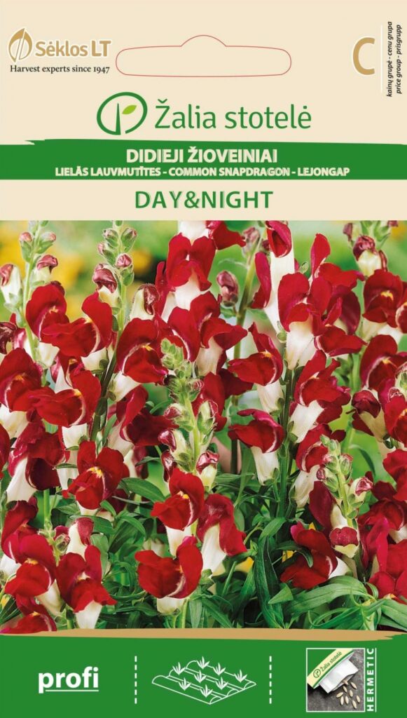 Suur lõvilõug Snapdragon Day&Night 40cm - Anthirrhinum majus L.