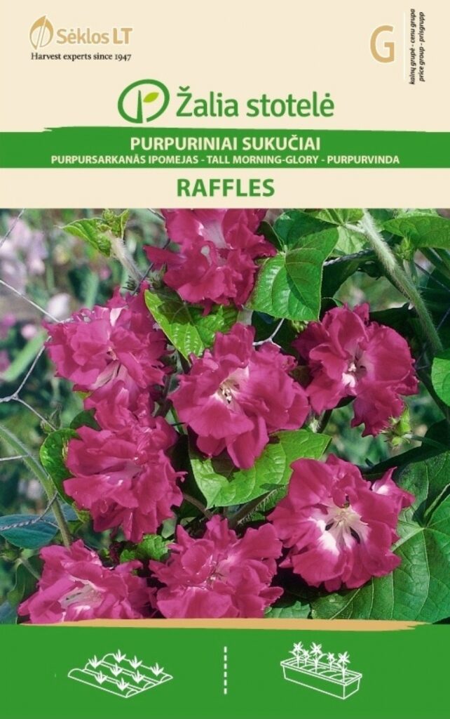 Verev lehtertapp Morning-Glory Raffles Double Bordo - Ipomea purpurea L. Roth.