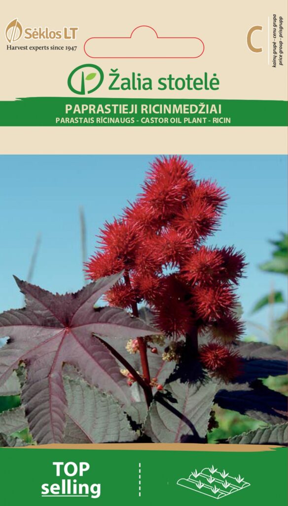 Riitsinus Castor Oil Plant - Ricinus communis L.