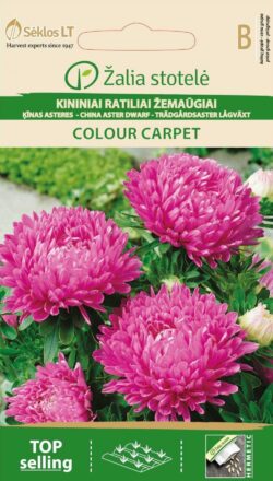 Aedaster China Aster Colour Carpet Pink - Callistephus chinensis L. Ness