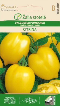 Tomat Citrina - Solanum lycopersicum L. /LK2024/