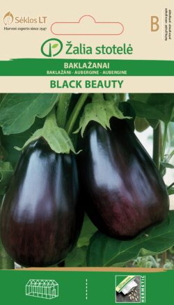 Baklažaan Black beauty - Solanum melongena L.