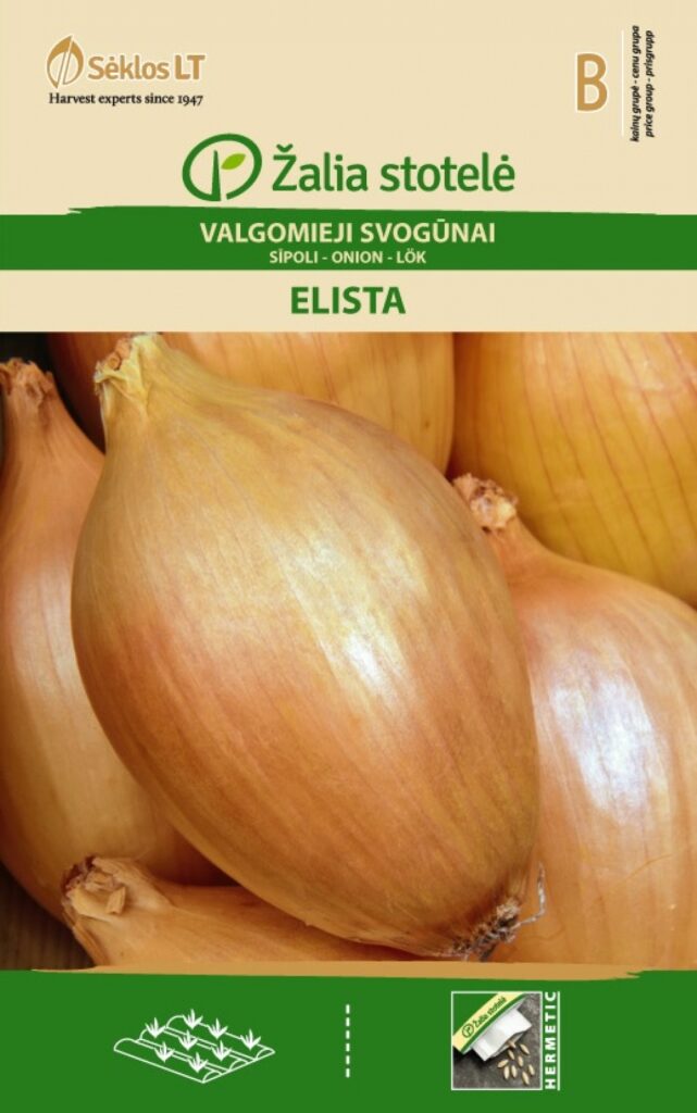 Sibul Elista - Allium cepa L.