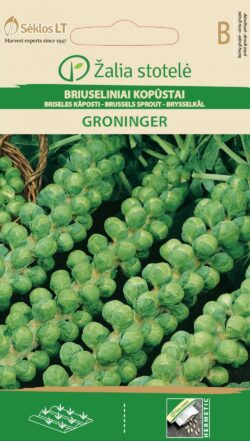 Rooskapsas Groninger - Brassica oleracea L.