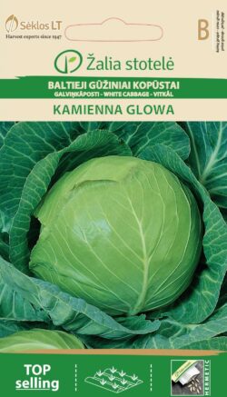 Kapsas Kamienna Glowa - Brassica oleracea L.