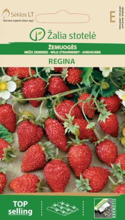 Maasikas Regina - Fragaria vesca L.