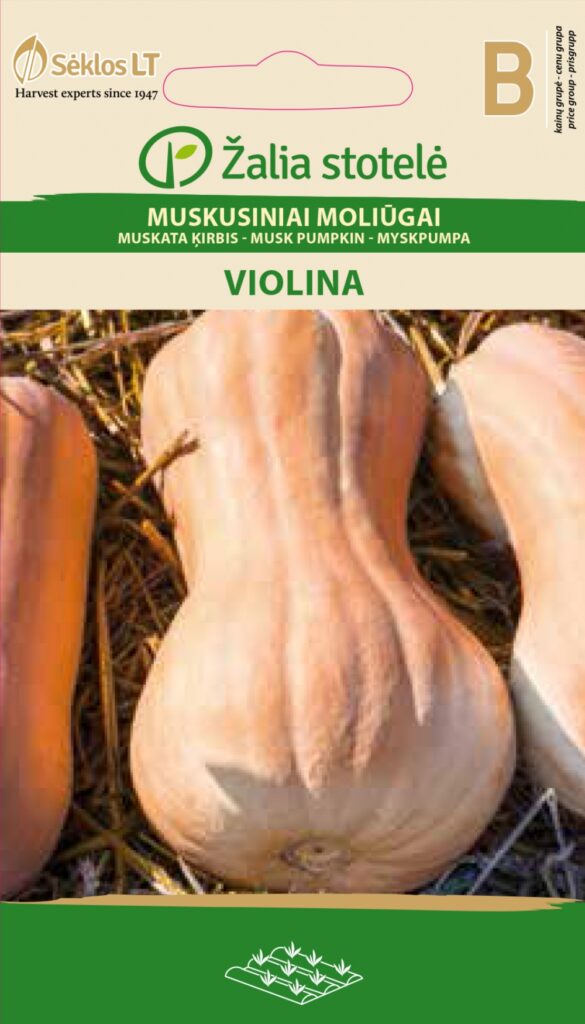 Muskaatkõrvits Violina - Cucurbita moschata Duchesne ex Lam. Poir.