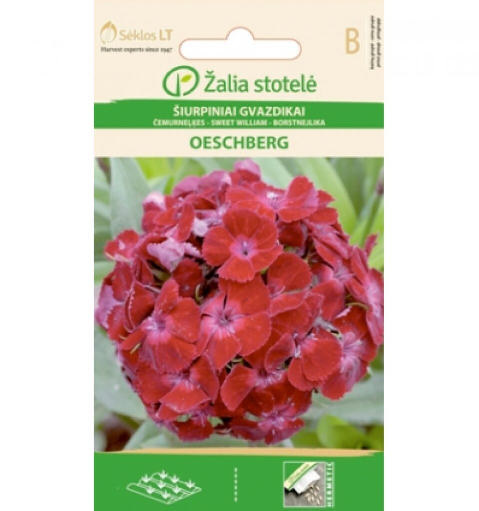 Habenelk Sweet William Oeschbeerg - Dianthus barbatus L.