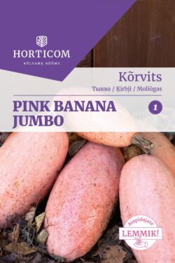 Kõrvits Pink Banana Jumbo 10 seemet 1