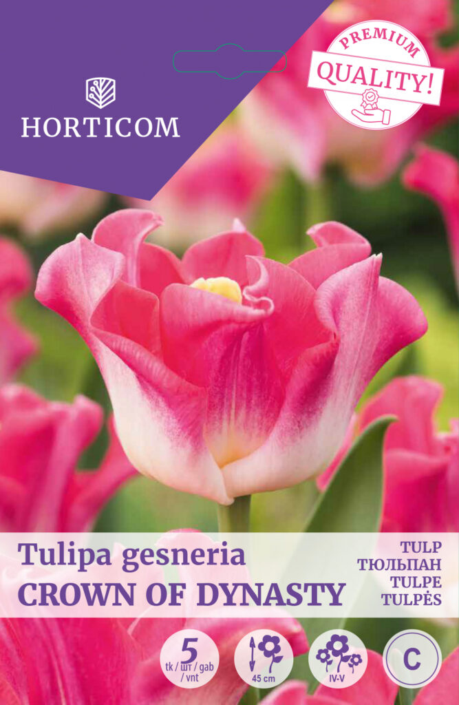 Tulp Crown of Dynasty 5tk C