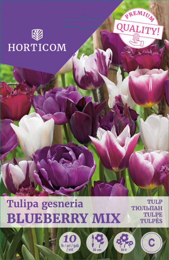 Tulp Blueberry mix 10tk C