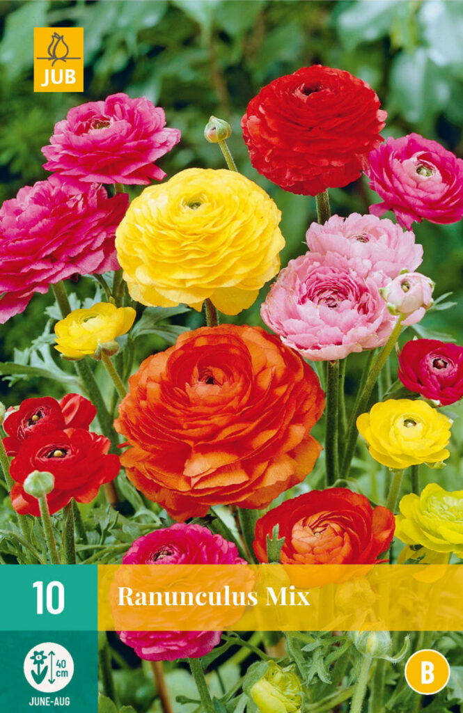 Aasia tulikas Ranunculus Mix 6/7 10tk B