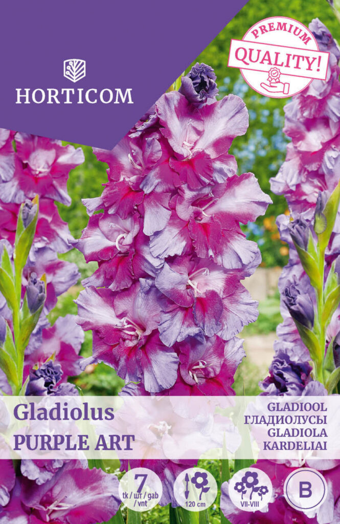 Gladiool (ruffled) Purple Art 7tk B