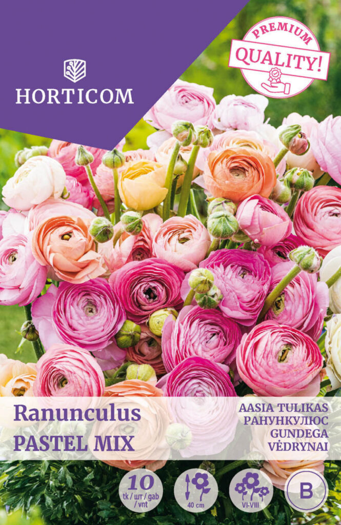 Aasia tulikas (ranunculus) Pastel Mix 10tk B