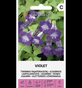 Roniv asariin Twining Snapdragon Violet Violet- Asarina Scandens