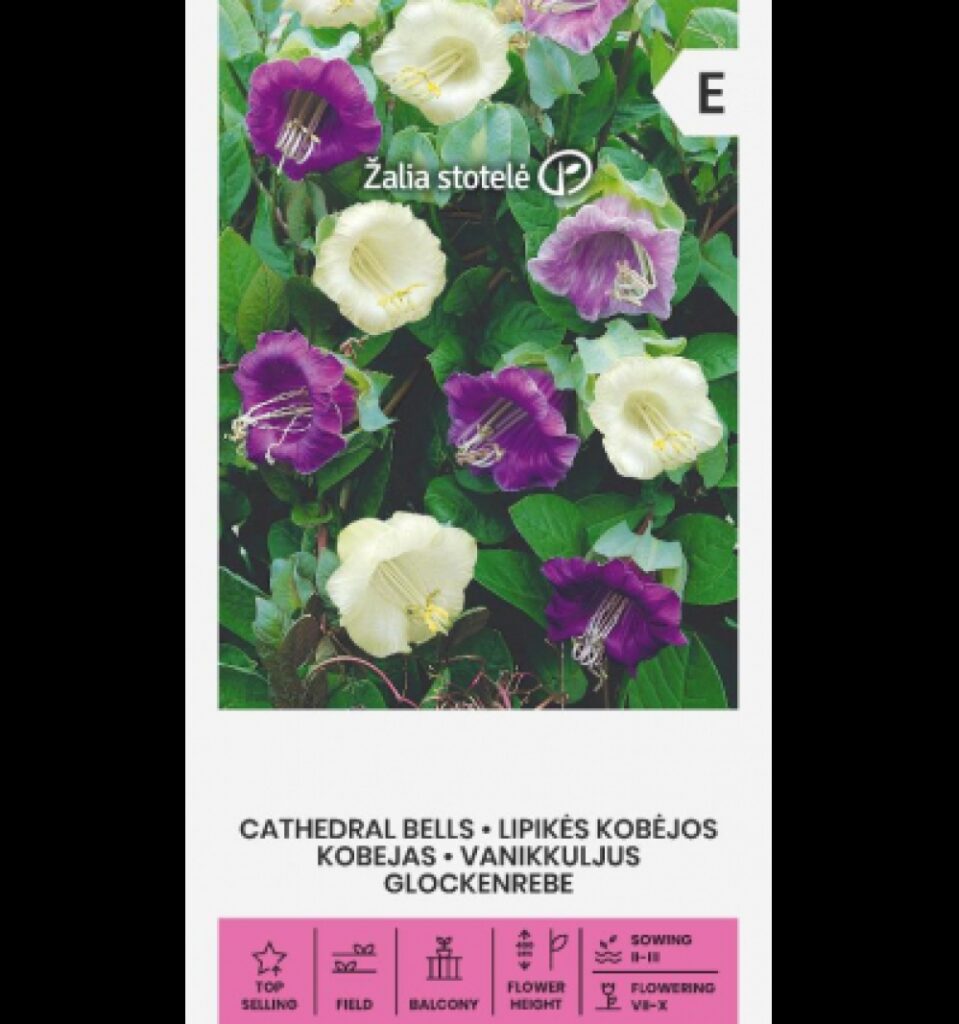 Mehhiko vanikkuljus Cathedral Bells Mix - Cobaea scandens Cav.