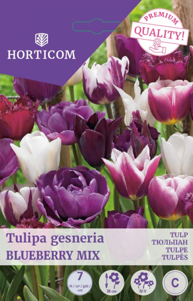 Tulp Blueberry mix 7tk C
