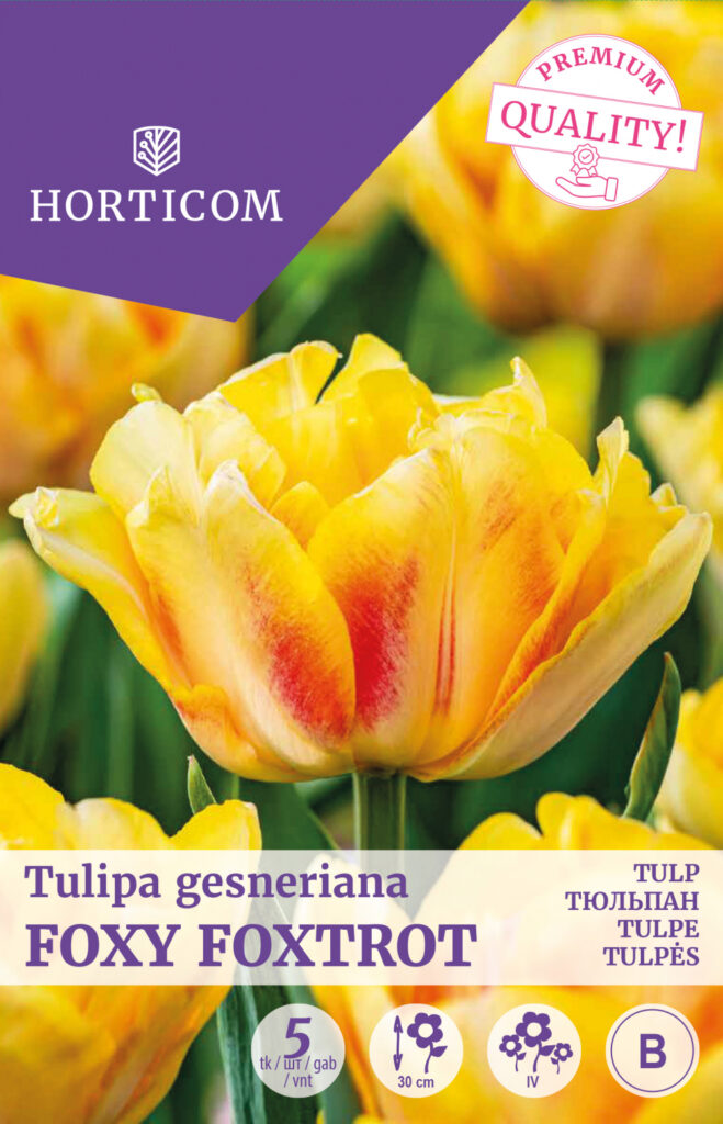Tulp Foxy Foxtrot 5tk B