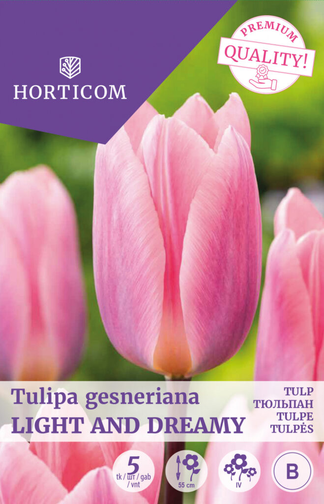 Tulp Light and Dreamy 5tk B