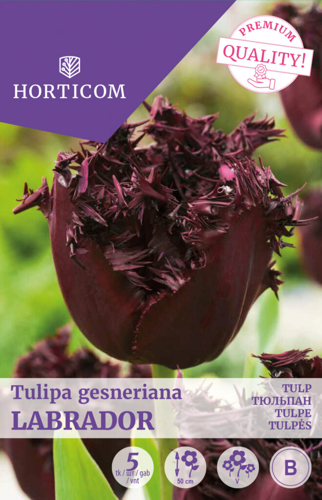 Tulp Labrador 5tk B