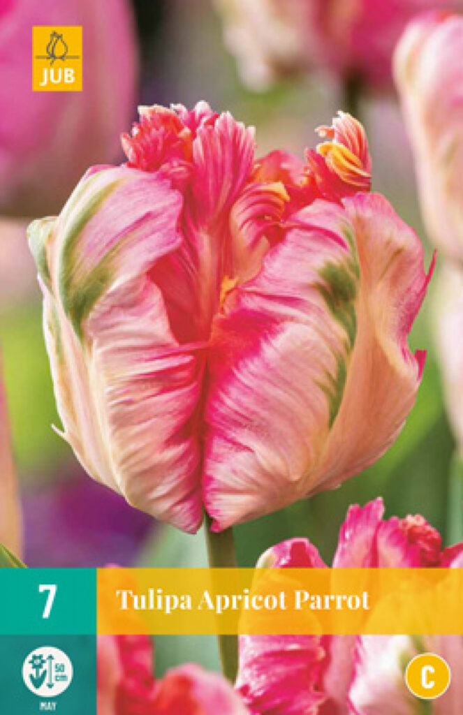 Tulp Apricot Parrot 7tk C