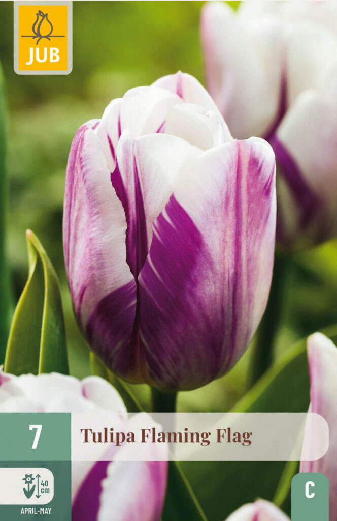 Tulp Flaming Flag 7tk C