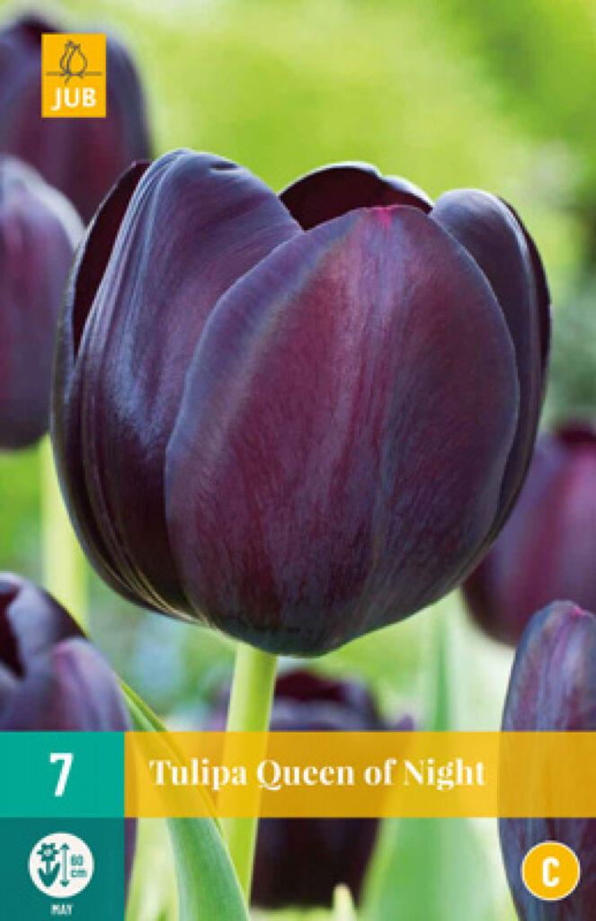 Tulp Queen Of Night 7tk C