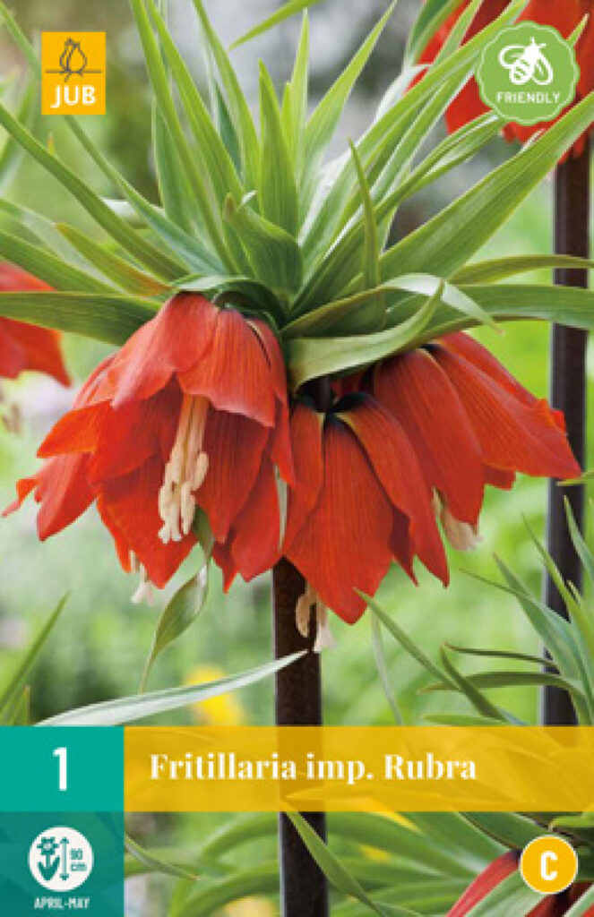 Püvilill Fritillaria imperalis Rubra 1tk C