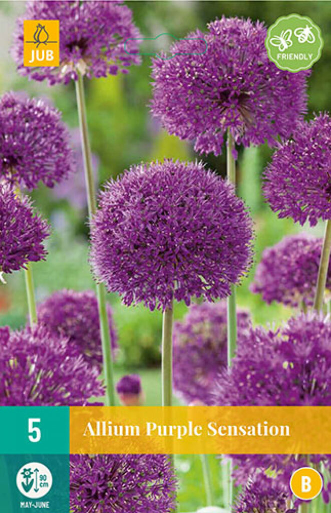 Lauk Allium Purple Sensation 5tk B