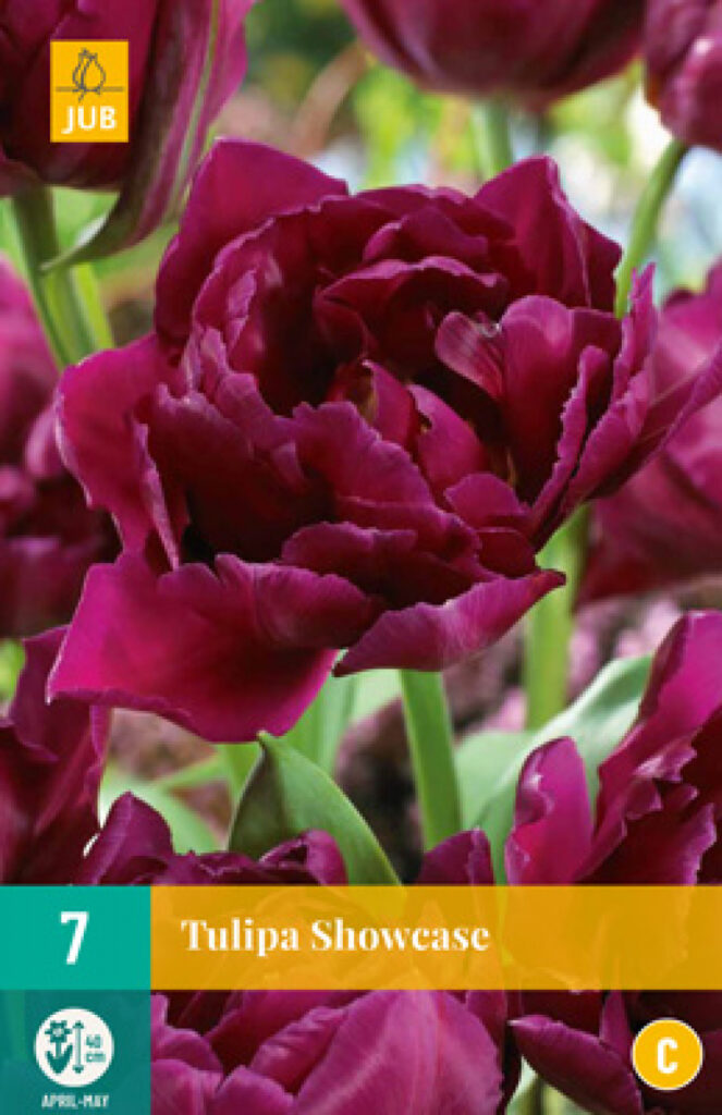 Tulp Showcase 7tk C