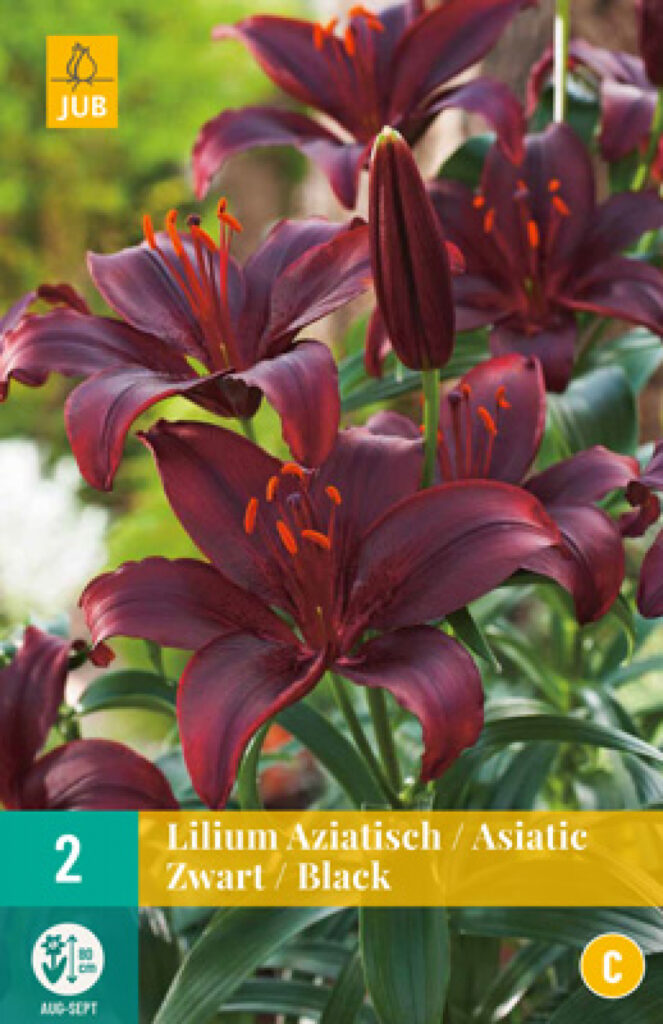 Liilia Asiatic Black 2tk C