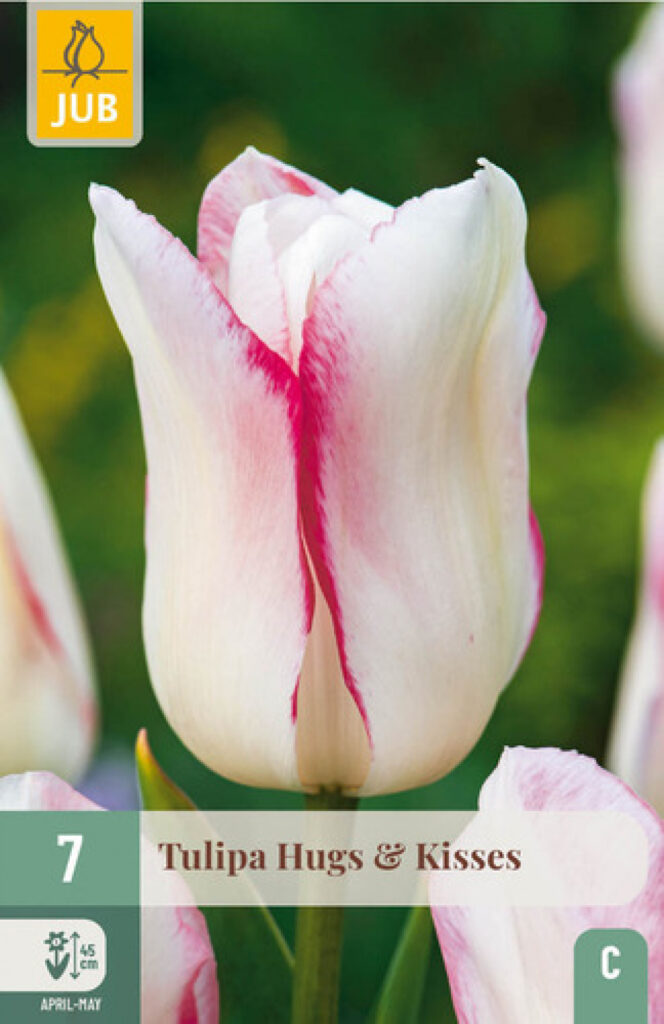 Tulp Hugs & Kisses 7tk C