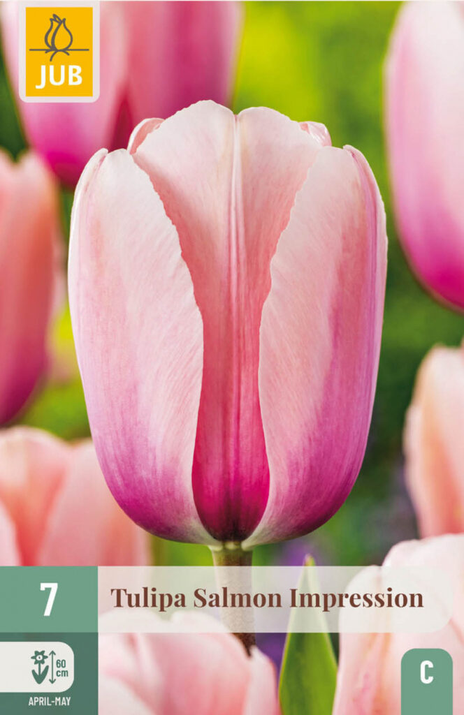 Tulp Salmon Impression 7tk C
