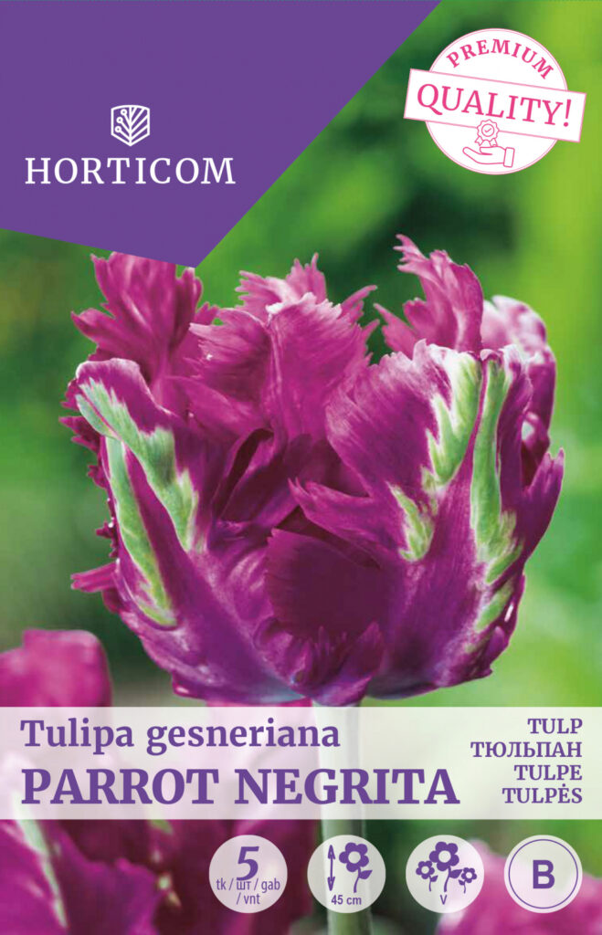 Tulp Parrot Negrita 5tk B