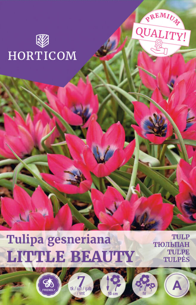 Tulp Little Beauty 7tk A